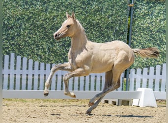Duitse rijpony, Hengst, Veulen (04/2026), Palomino