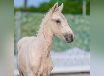 Duitse rijpony, Hengst, Veulen (03/2026), Palomino