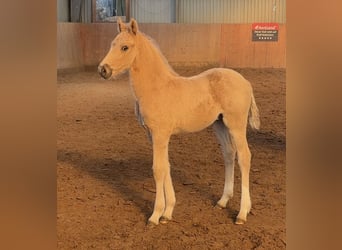 Duitse rijpony, Hengst, Veulen (03/2026), Palomino
