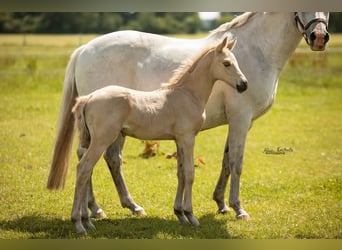 Duitse rijpony, Hengst, veulen (06/2024), Palomino