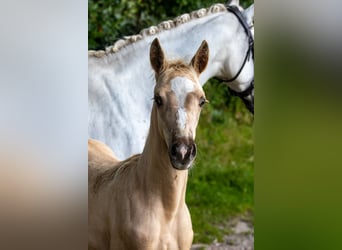 Duitse rijpony, Hengst, veulen (06/2024), Palomino