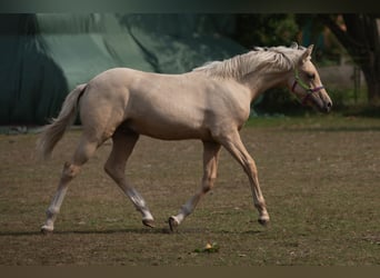 Duitse rijpony, Hengst, , Palomino