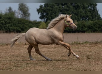 Duitse rijpony, Hengst, , Palomino