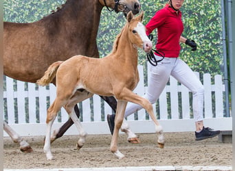 Duitse rijpony, Hengst, Veulen (04/2026), Palomino