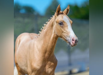 Duitse rijpony, Hengst, Veulen (04/2026), Palomino