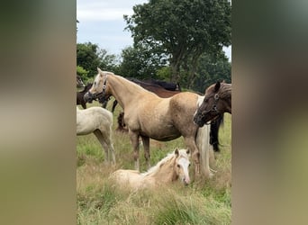 Duitse rijpony, Hengst, Veulen (03/2026), Perlino