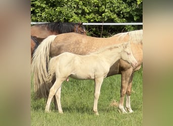 Duitse rijpony, Hengst, Veulen (03/2026), Perlino