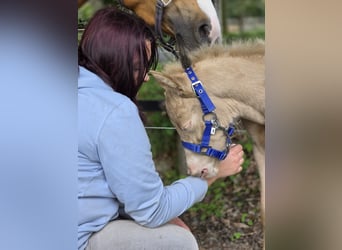 Duitse rijpony, Hengst, Veulen (04/2026), Perlino
