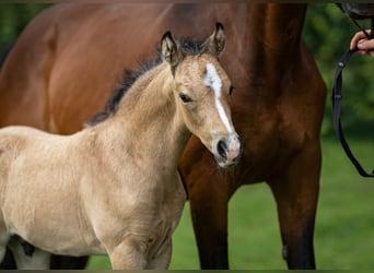 Duitse rijpony, Hengst, 