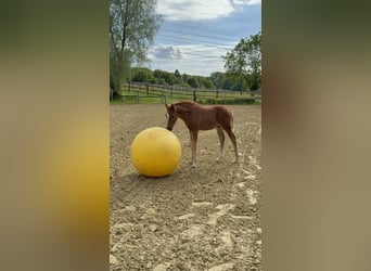 Duitse rijpony, Hengst, Veulen (04/2026), Vos