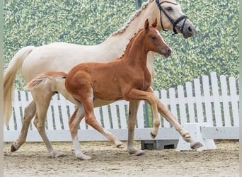 Duitse rijpony, Hengst, Veulen (05/2026), Vos