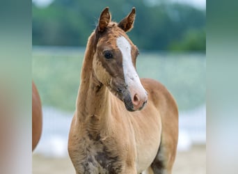 Duitse rijpony, Hengst, Veulen (04/2026), Vos