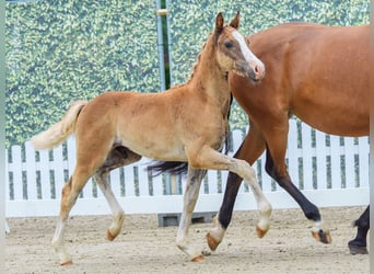 Duitse rijpony, Hengst, Veulen (04/2026), Vos