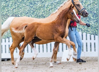Duitse rijpony, Hengst, Veulen (04/2026), Vos