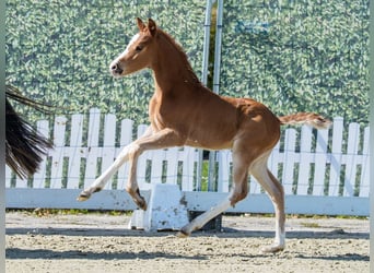 Duitse rijpony, Hengst, Veulen (03/2026), Vos
