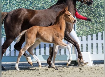 Duitse rijpony, Hengst, Veulen (03/2026), Vos