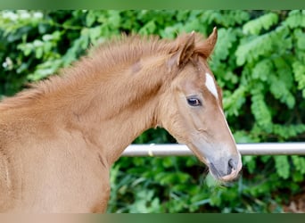 Duitse rijpony, Hengst, Veulen (04/2026), Vos