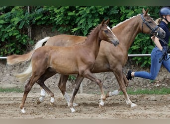 Duitse rijpony, Hengst, Veulen (03/2026), Vos