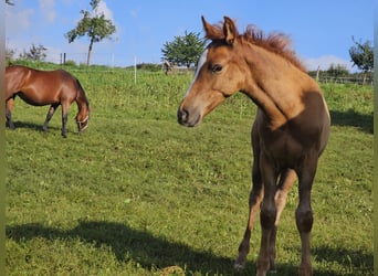 Duitse rijpony, Hengst, veulen (05/2023), Vos
