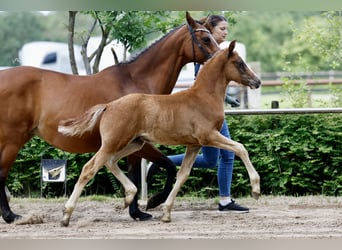 Duitse rijpony, Hengst, Veulen (04/2026), Vos