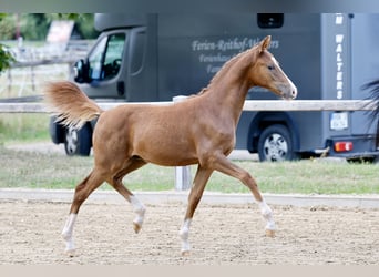 Duitse rijpony, Hengst, Veulen (01/2026), Vos