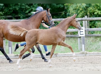 Duitse rijpony, Hengst, Veulen (01/2026), Vos