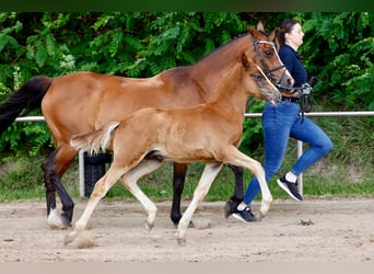 Duitse rijpony, Hengst, Veulen (04/2026), Vos