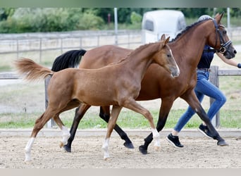 Duitse rijpony, Hengst, Veulen (01/2026), Vos