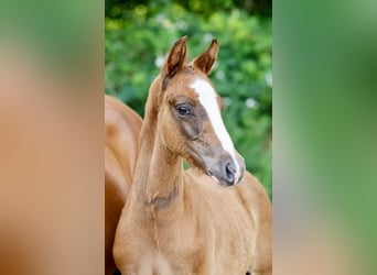 Duitse rijpony, Hengst, Veulen (04/2026), Vos