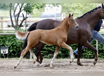 Duitse rijpony, Hengst, Veulen (04/2026), Vos