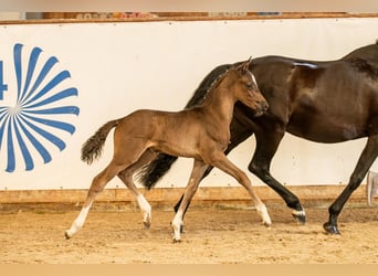 Duitse rijpony, Hengst, , Zwart