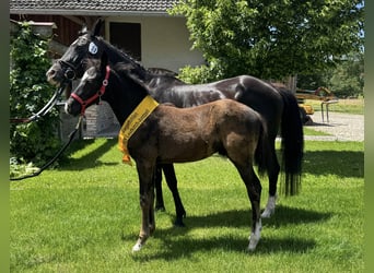 Duitse rijpony, Hengst, Veulen (03/2026), Zwart
