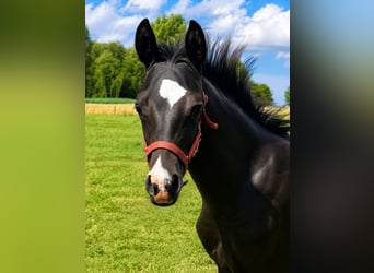 Duitse rijpony, Hengst, Veulen (03/2026), Zwart