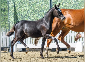 Duitse rijpony, Hengst, Veulen (03/2026), Zwart
