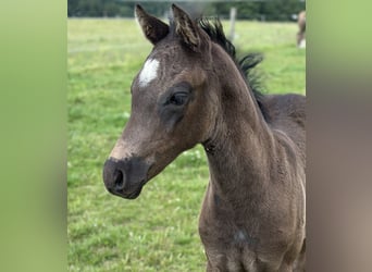 Duitse rijpony, Hengst, Veulen (04/2026), Zwart