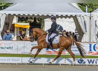 Duitse rijpony, Hengst, 4 Jaar, 147 cm, Vos