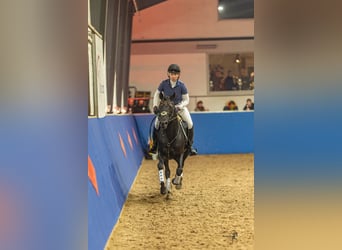 Duitse rijpony, Hengst, 7 Jaar, 148 cm, Zwart