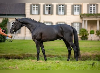 Duitse rijpony, Hengst, 7 Jaar, 148 cm, Zwart