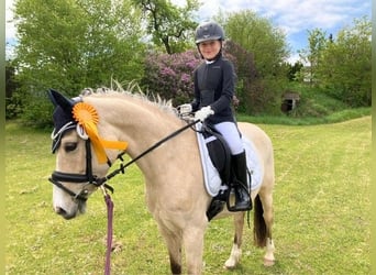 Duitse rijpony, Merrie, 10 Jaar, 139 cm, Falbe