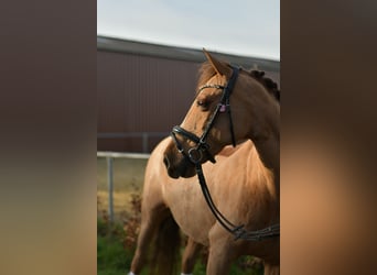 Duitse rijpony, Merrie, 10 Jaar, 140 cm, Vos