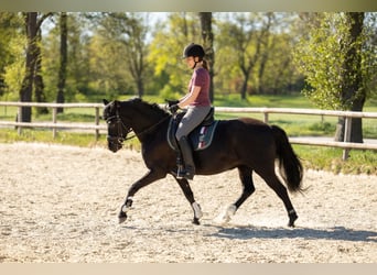 Duitse rijpony, Merrie, 10 Jaar, 140 cm, Zwart