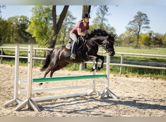 Duitse rijpony, Merrie, 10 Jaar, 140 cm, Zwart