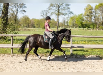 Duitse rijpony, Merrie, 10 Jaar, 140 cm, Zwart