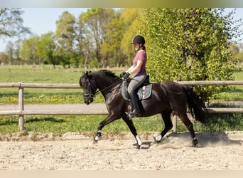Duitse rijpony, Merrie, 10 Jaar, 140 cm, Zwart