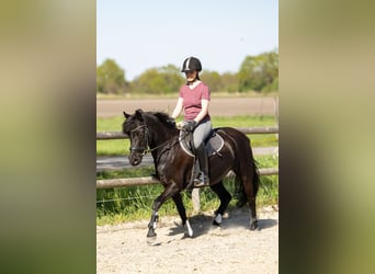 Duitse rijpony, Merrie, 10 Jaar, 140 cm, Zwart