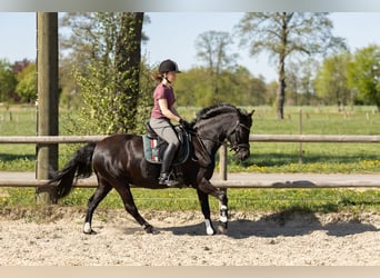 Duitse rijpony, Merrie, 10 Jaar, 140 cm, Zwart