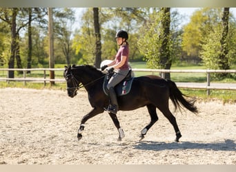 Duitse rijpony, Merrie, 10 Jaar, 140 cm, Zwart