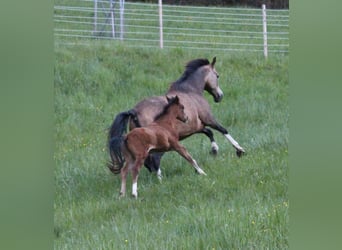 Duitse rijpony, Merrie, 10 Jaar, 142 cm, Buckskin