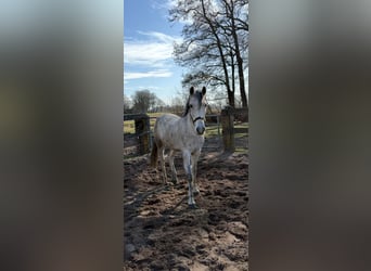 Duitse rijpony, Merrie, 10 Jaar, 145 cm, Blauwschimmel