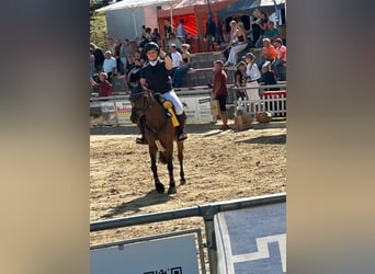 Duitse rijpony, Merrie, 10 Jaar, 145 cm, Bruin